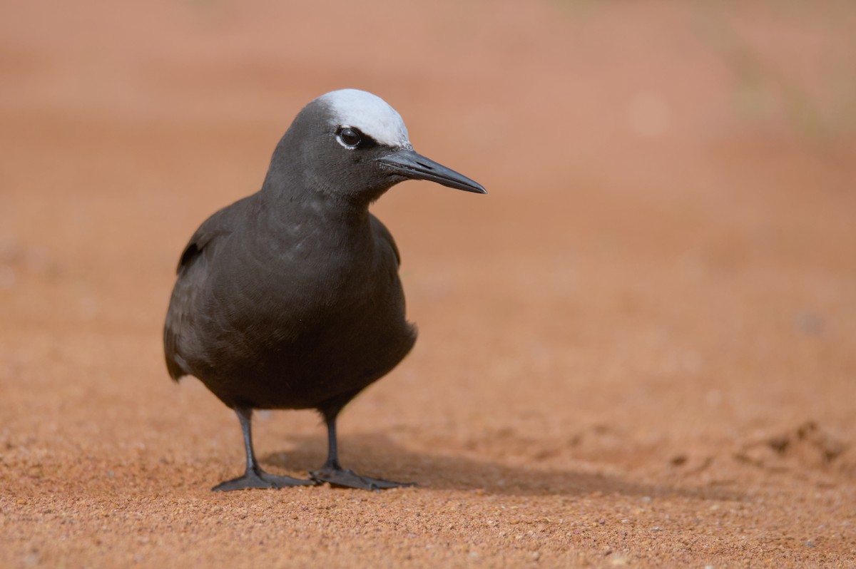 Black Noddy - ML637306390