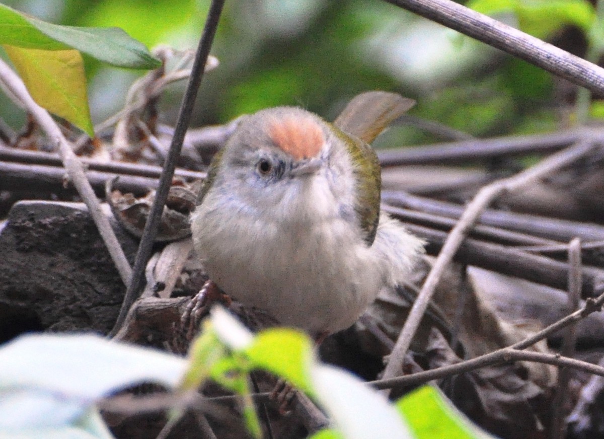 Common Tailorbird - ML637306412