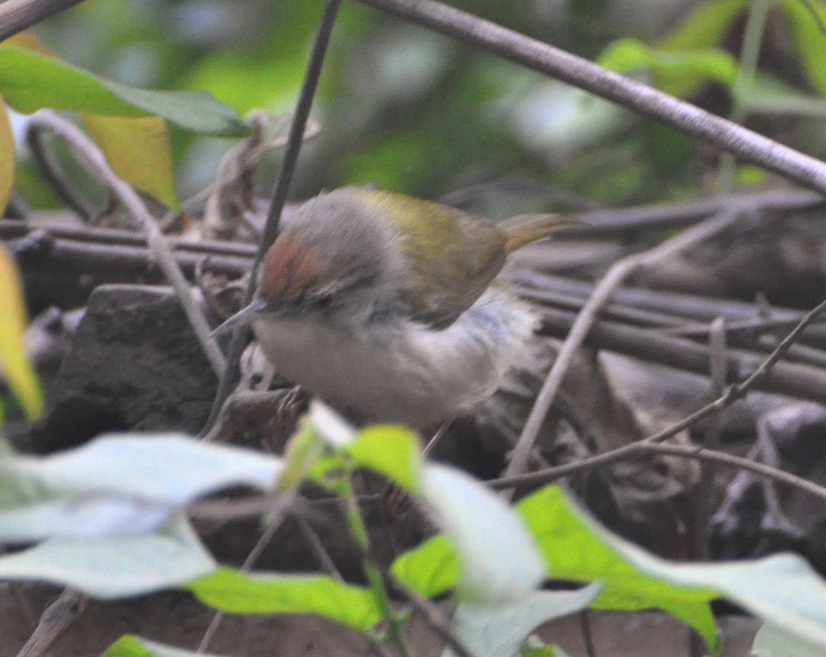 Common Tailorbird - ML637306413