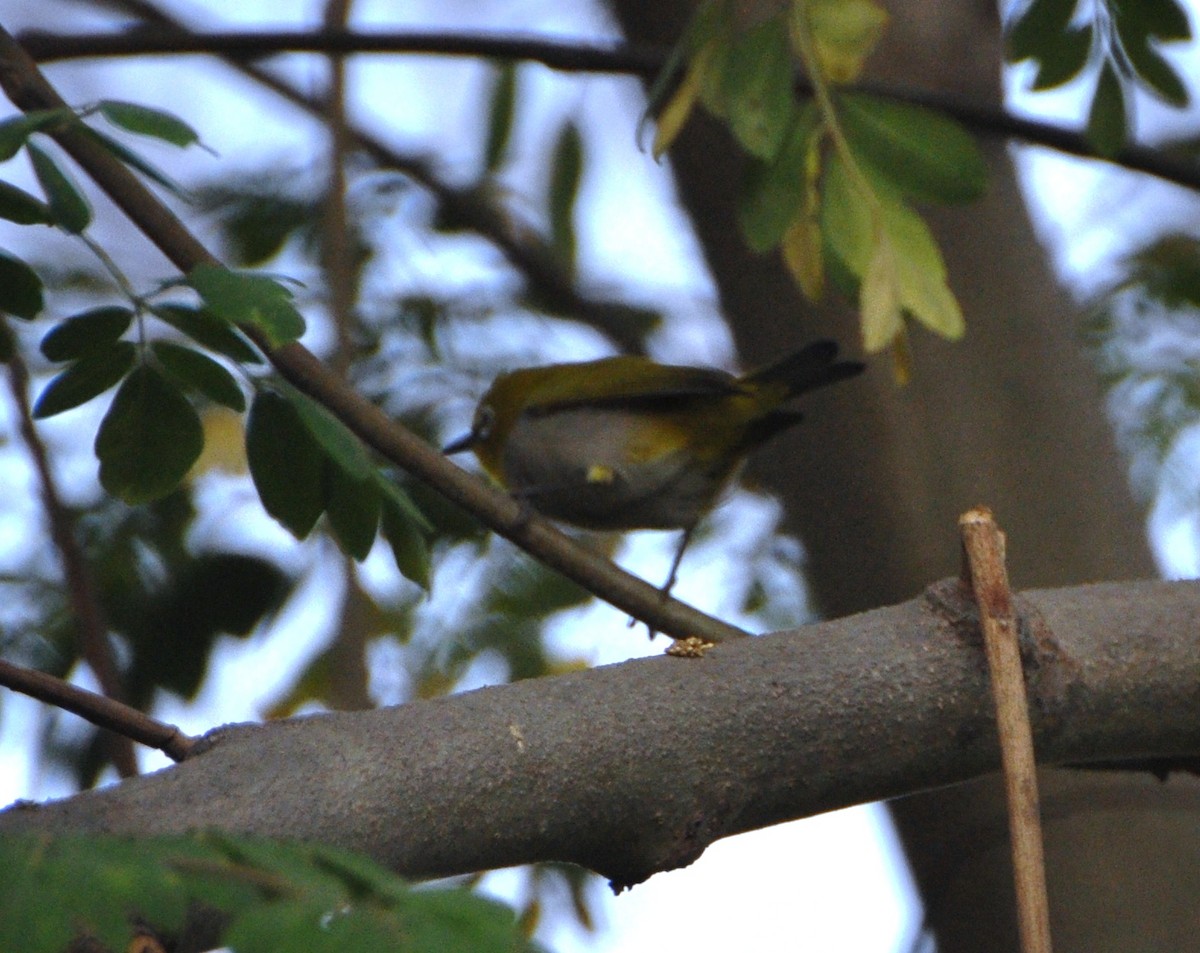 Indian White-eye - ML637306419
