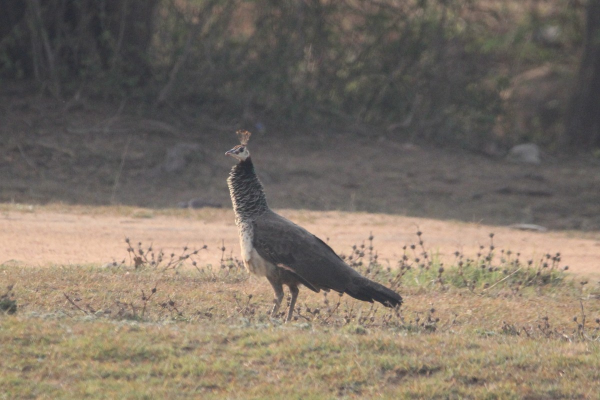 Indian Peafowl - ML637306442