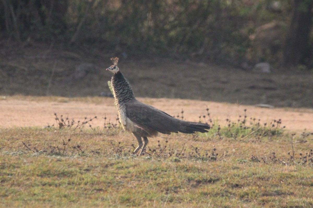 Indian Peafowl - ML637306443