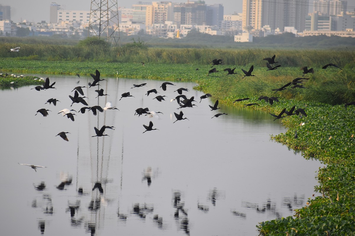 Glossy Ibis - ML637306452