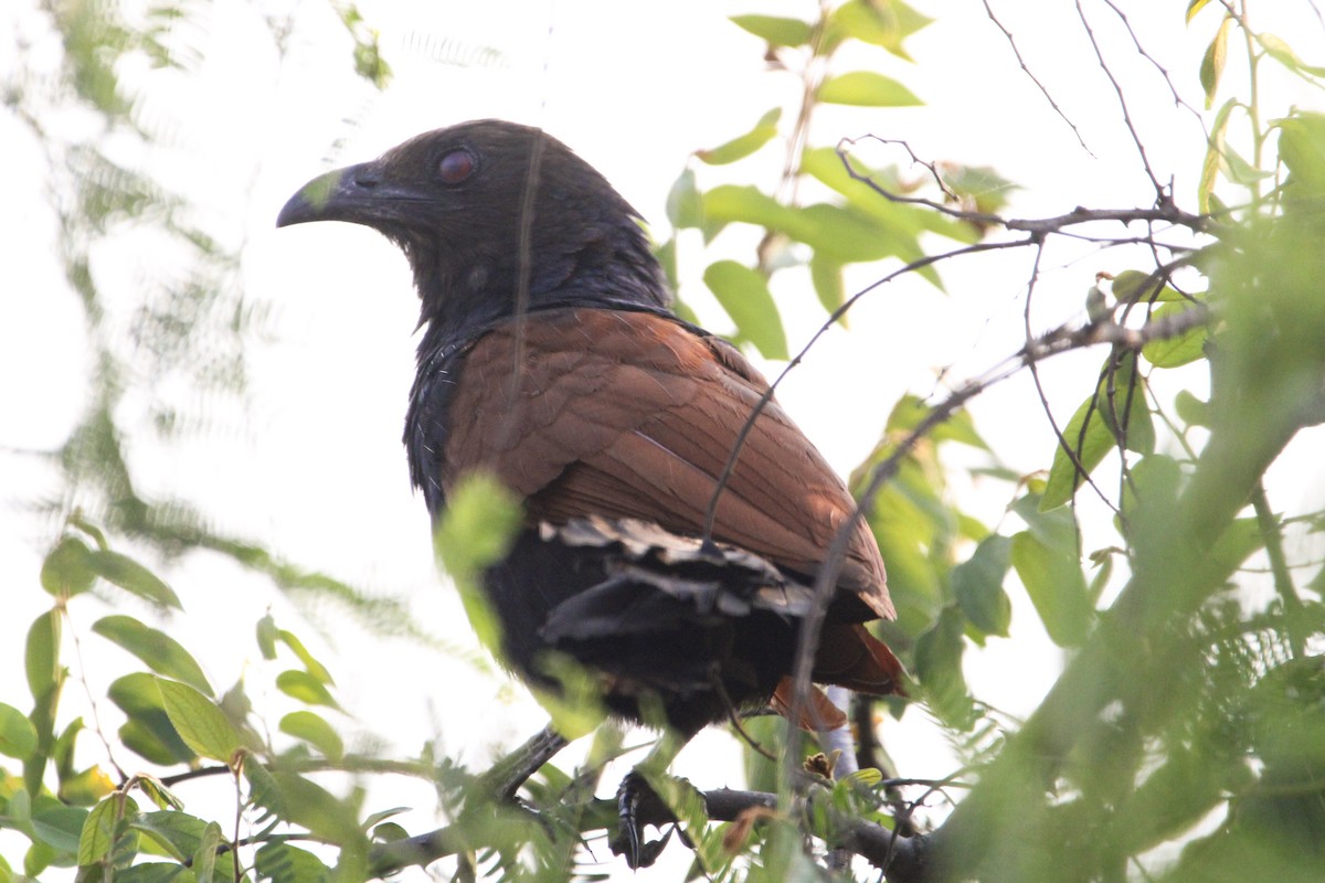 Greater Coucal - ML637306456