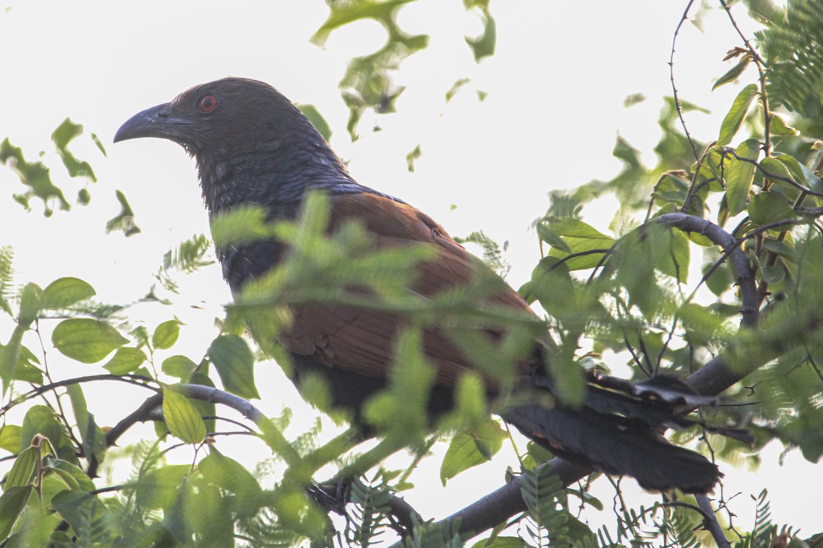 Greater Coucal - ML637306457