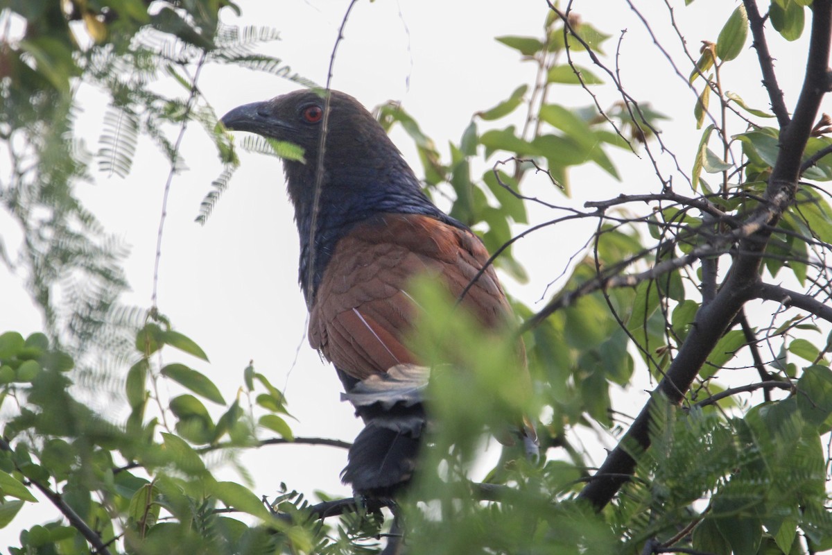 Greater Coucal - ML637306458