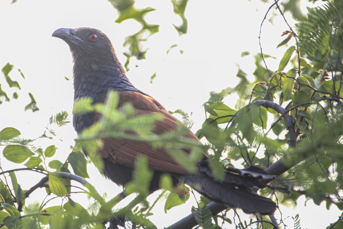 Greater Coucal - ML637306459