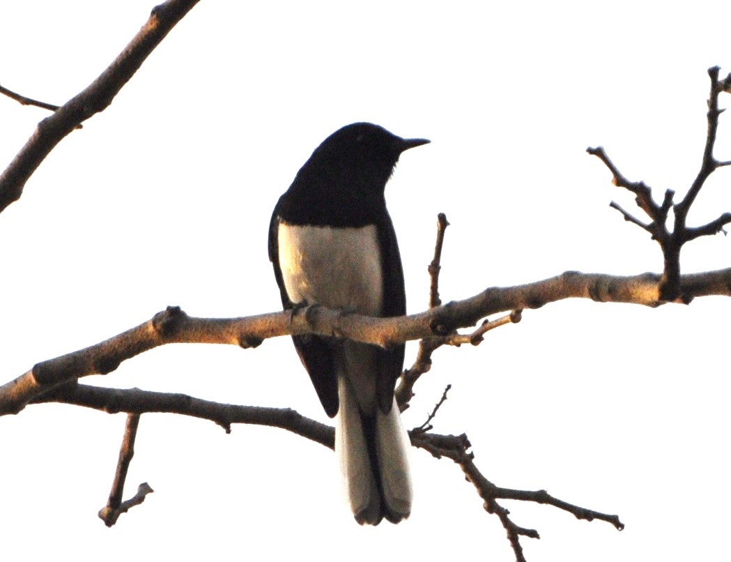 Oriental Magpie-Robin - ML637306460
