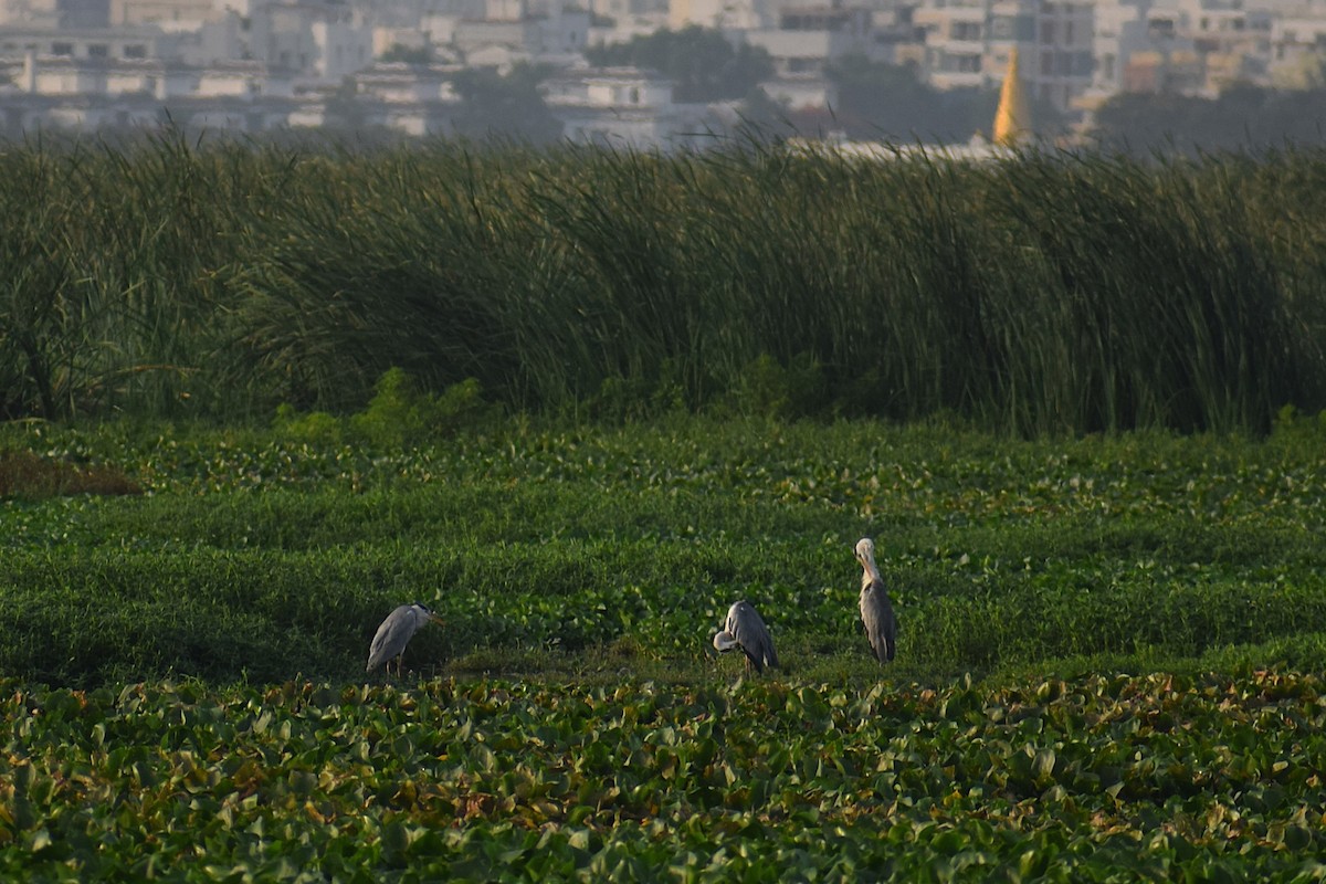 Gray Heron - ML637306475