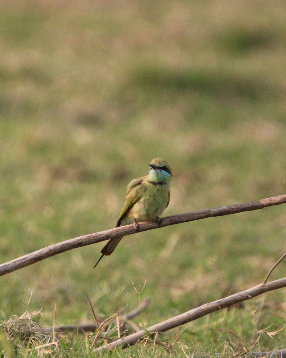 Asian Green Bee-eater - ML637306484
