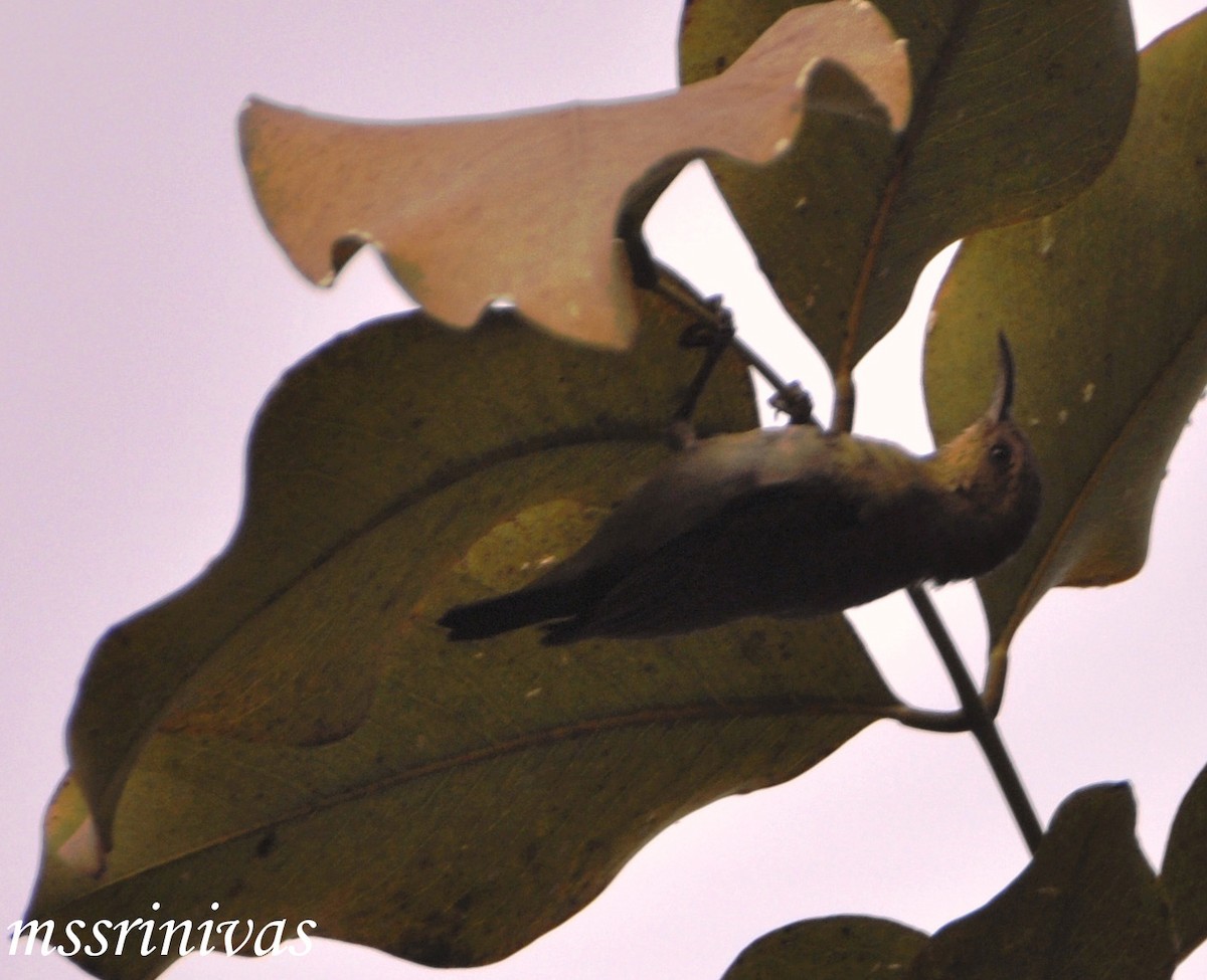 Purple Sunbird - ML637306491