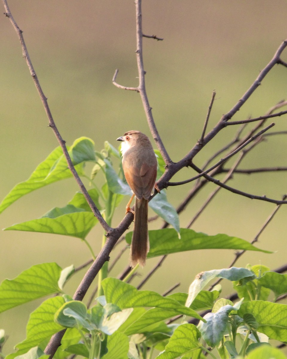 Yellow-eyed Babbler - ML637306492