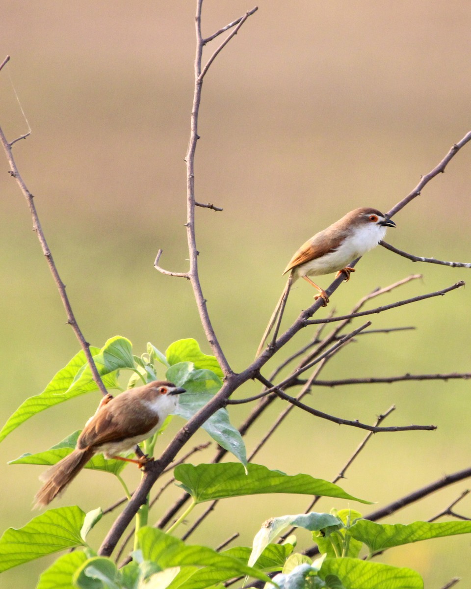 Yellow-eyed Babbler - ML637306493