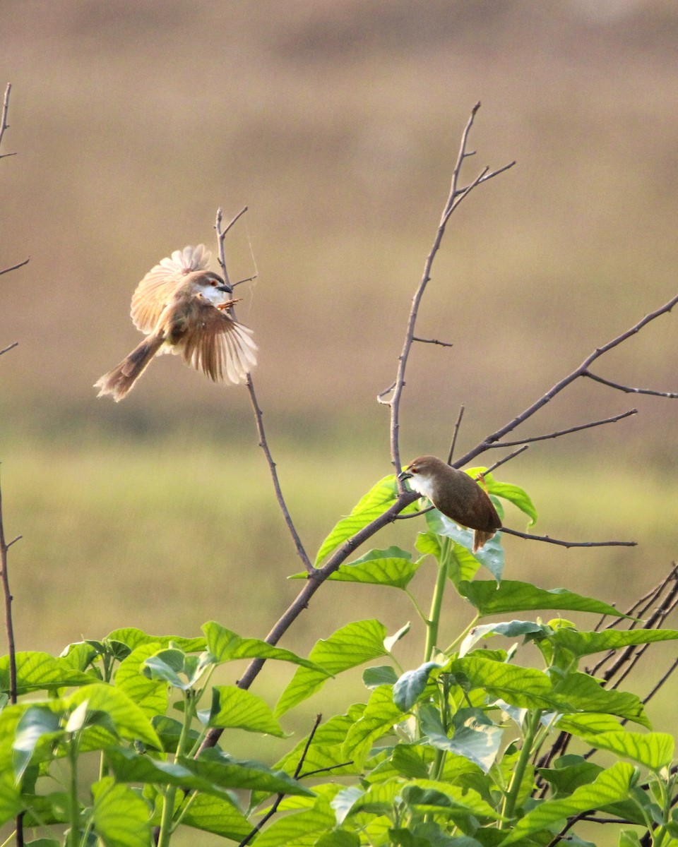 Yellow-eyed Babbler - ML637306494