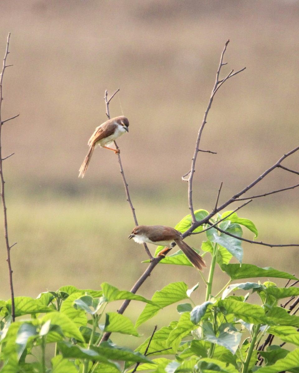 Yellow-eyed Babbler - ML637306495