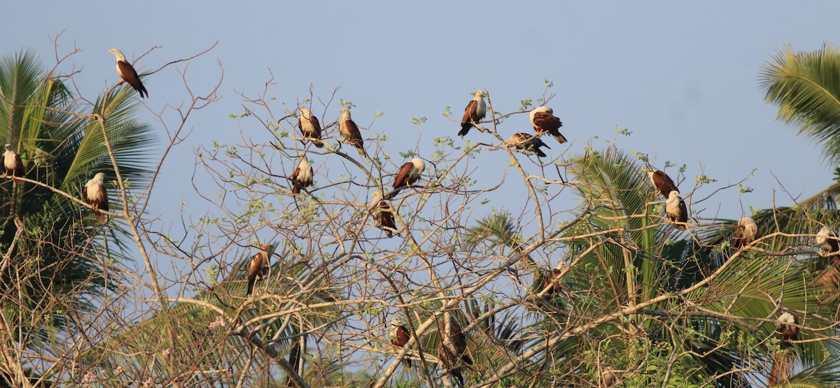 Black Kite - ML637306498