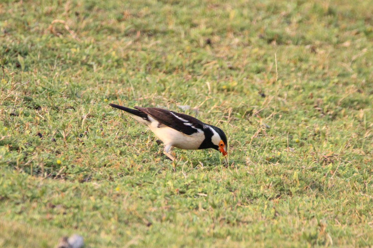 Indian Pied Starling - ML637306501