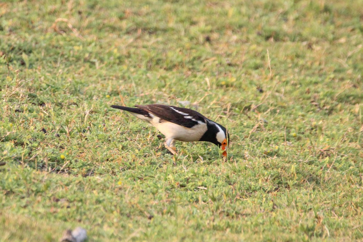 Indian Pied Starling - ML637306502