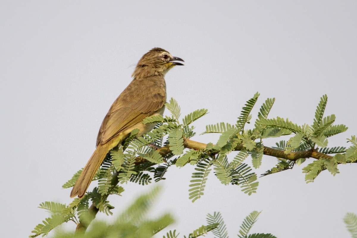 White-browed Bulbul - ML637306513