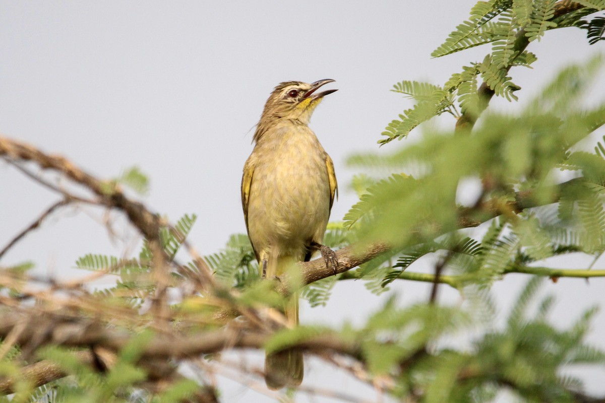 White-browed Bulbul - ML637306514