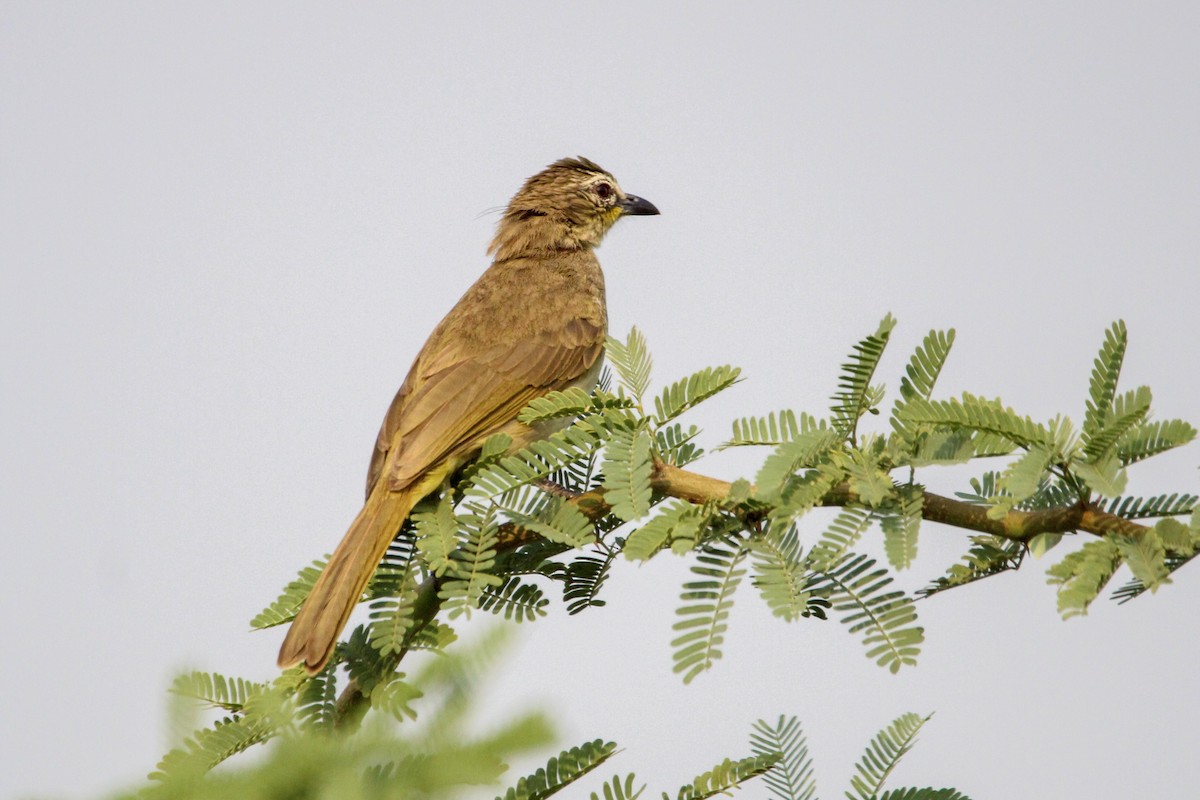 White-browed Bulbul - ML637306515