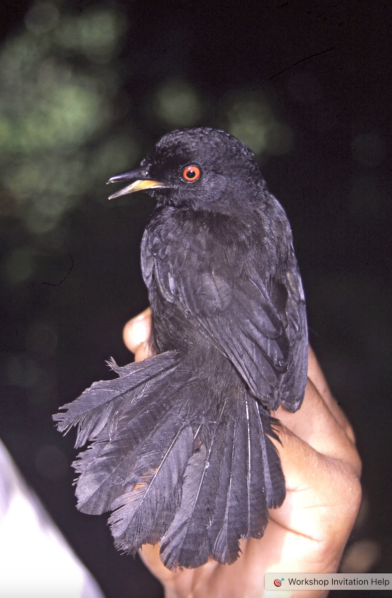 Western Fire-eye - ML637306588