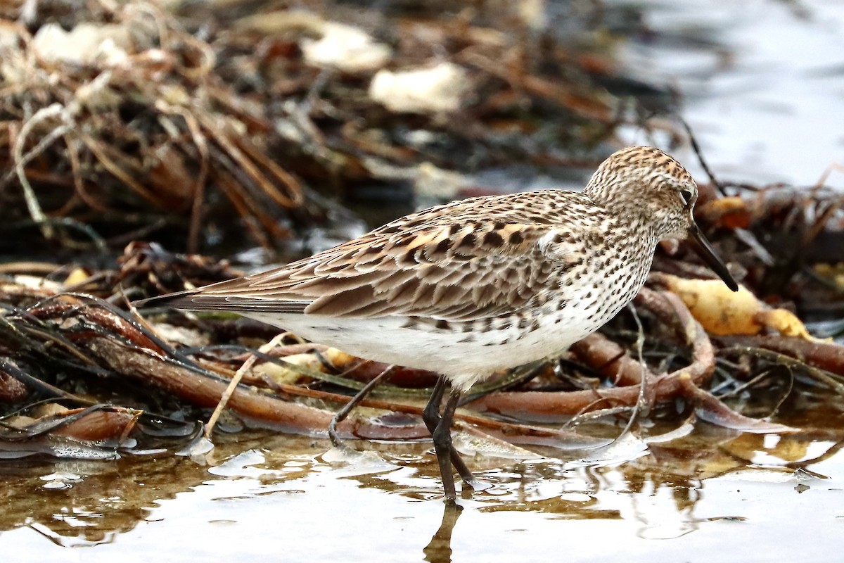 White-rumped Sandpiper - ML637306664