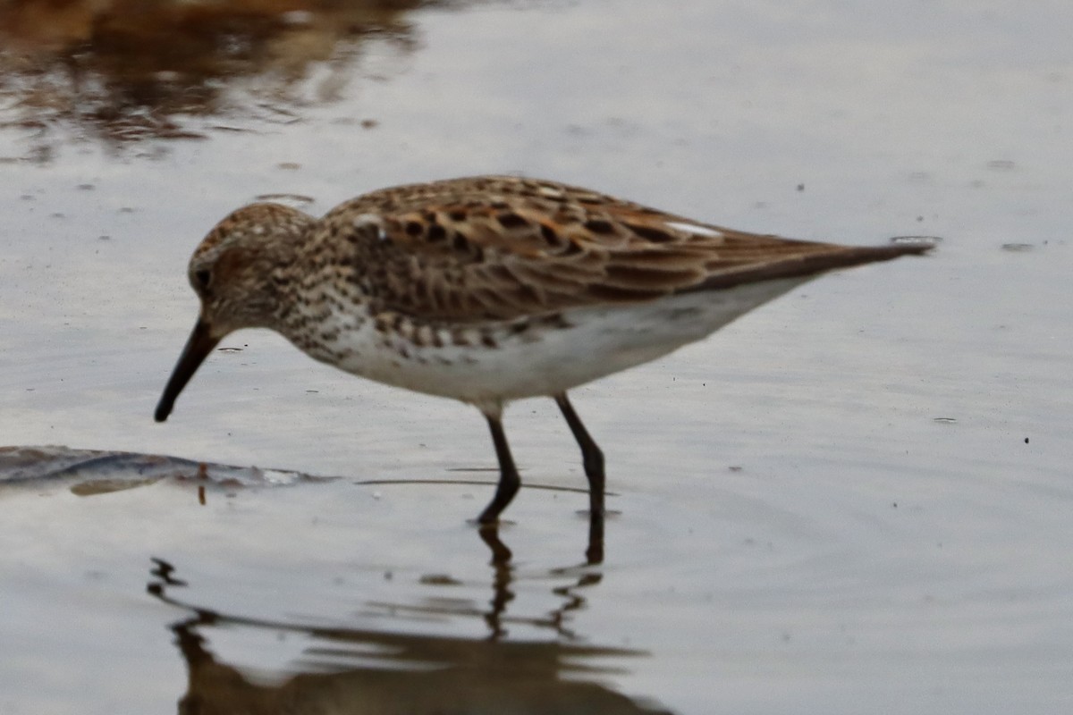 White-rumped Sandpiper - ML637306665