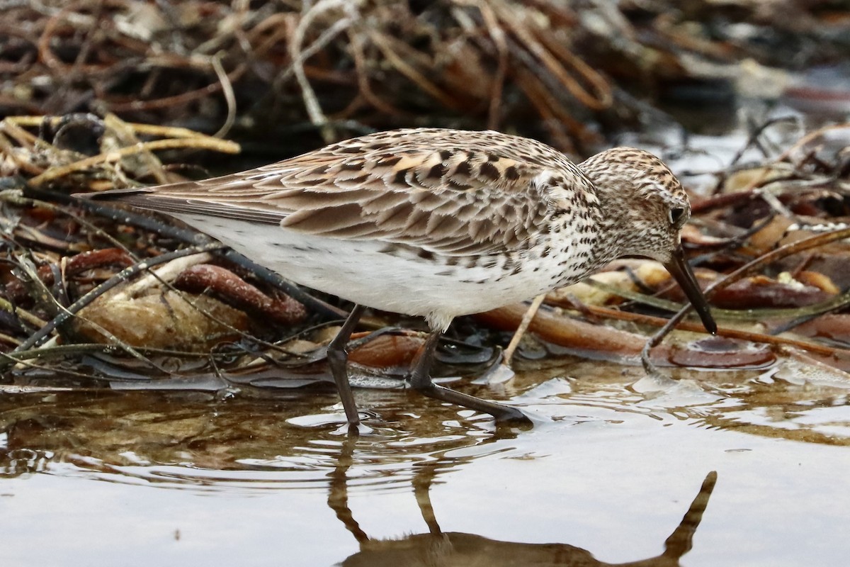 White-rumped Sandpiper - ML637306666