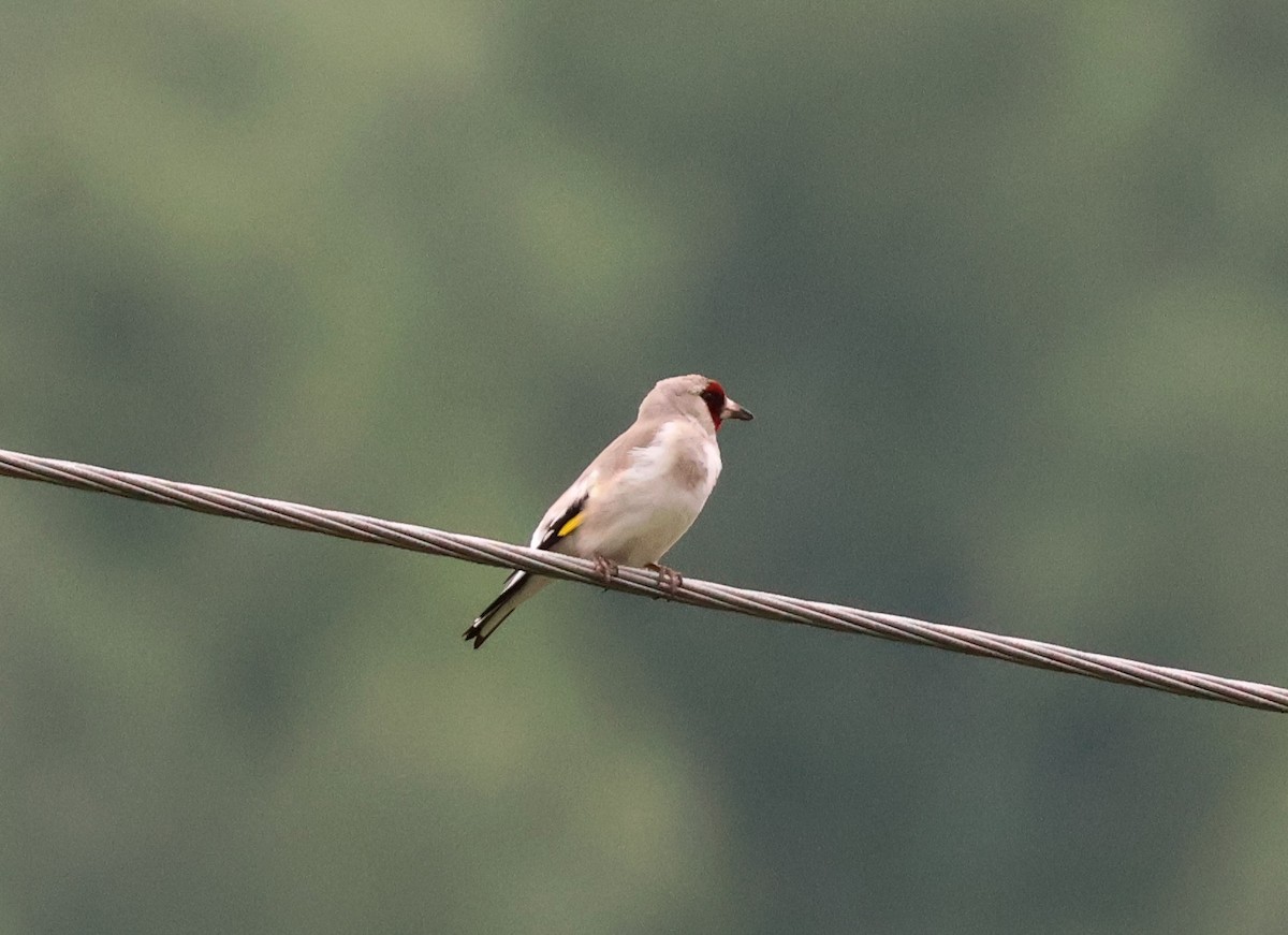 Gray-crowned Goldfinch - ML637306718