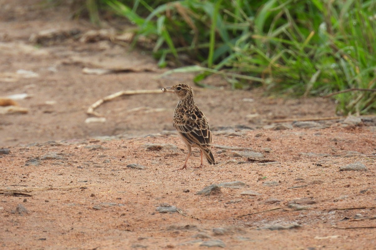 Oriental Skylark - ML637306833