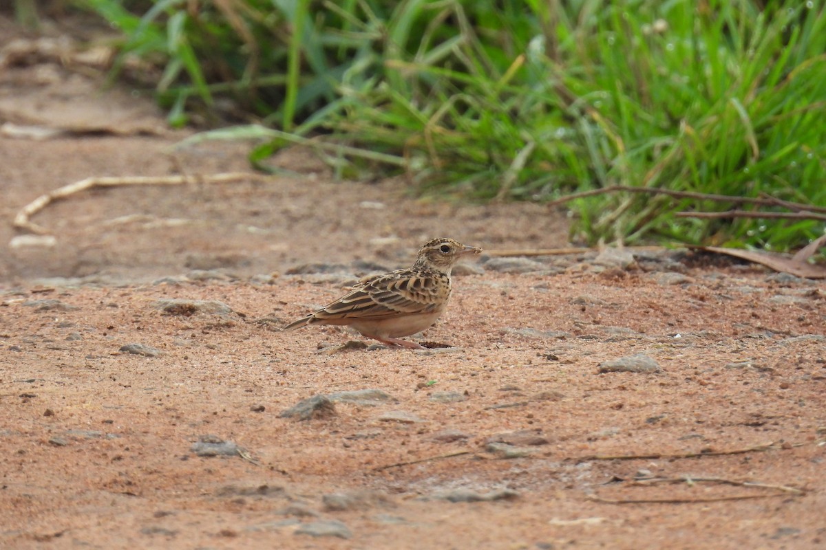 Oriental Skylark - ML637306835