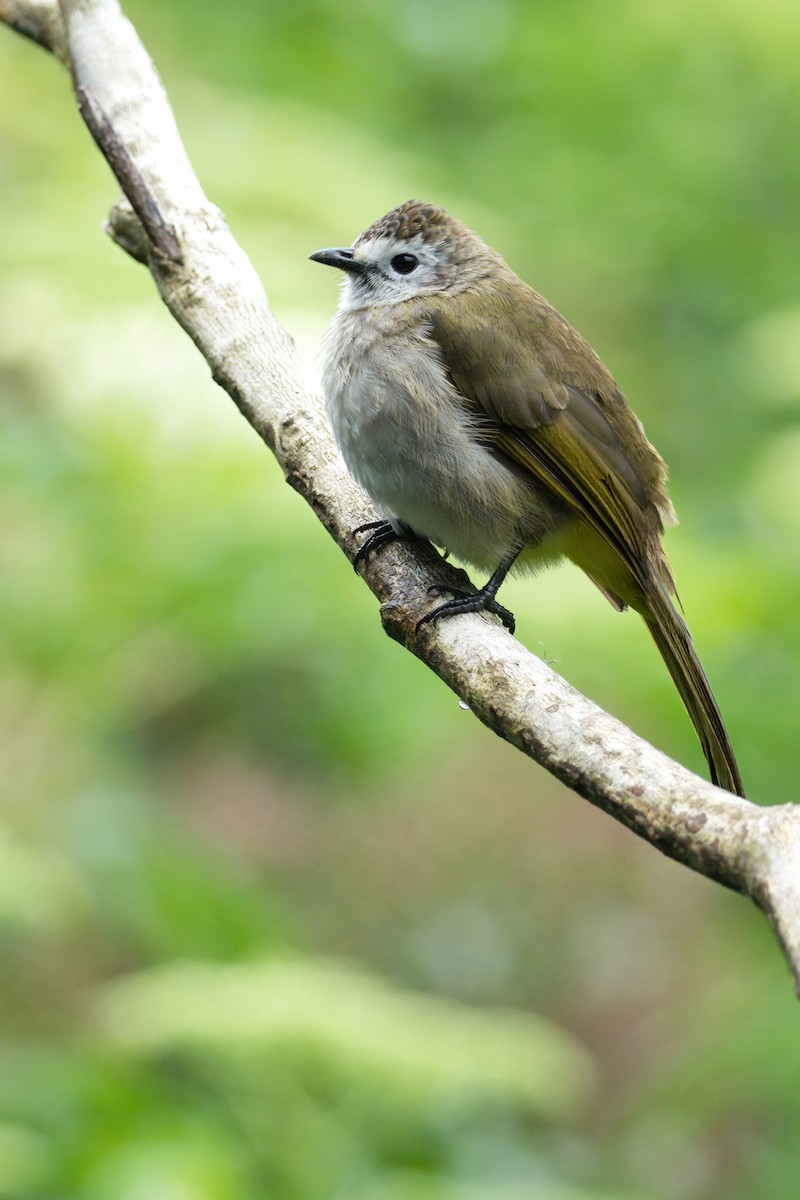 Pale-faced Bulbul - ML637306850