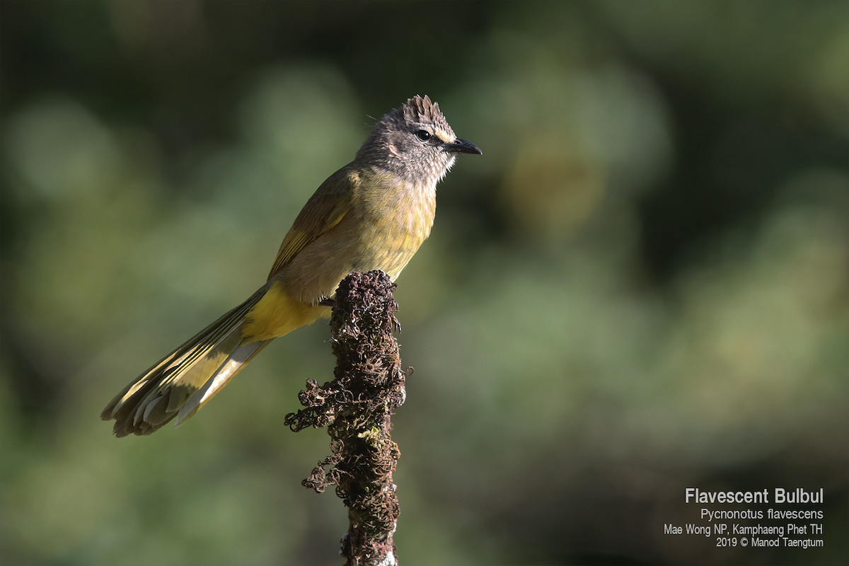 Bulbul flavescent - ML637306858