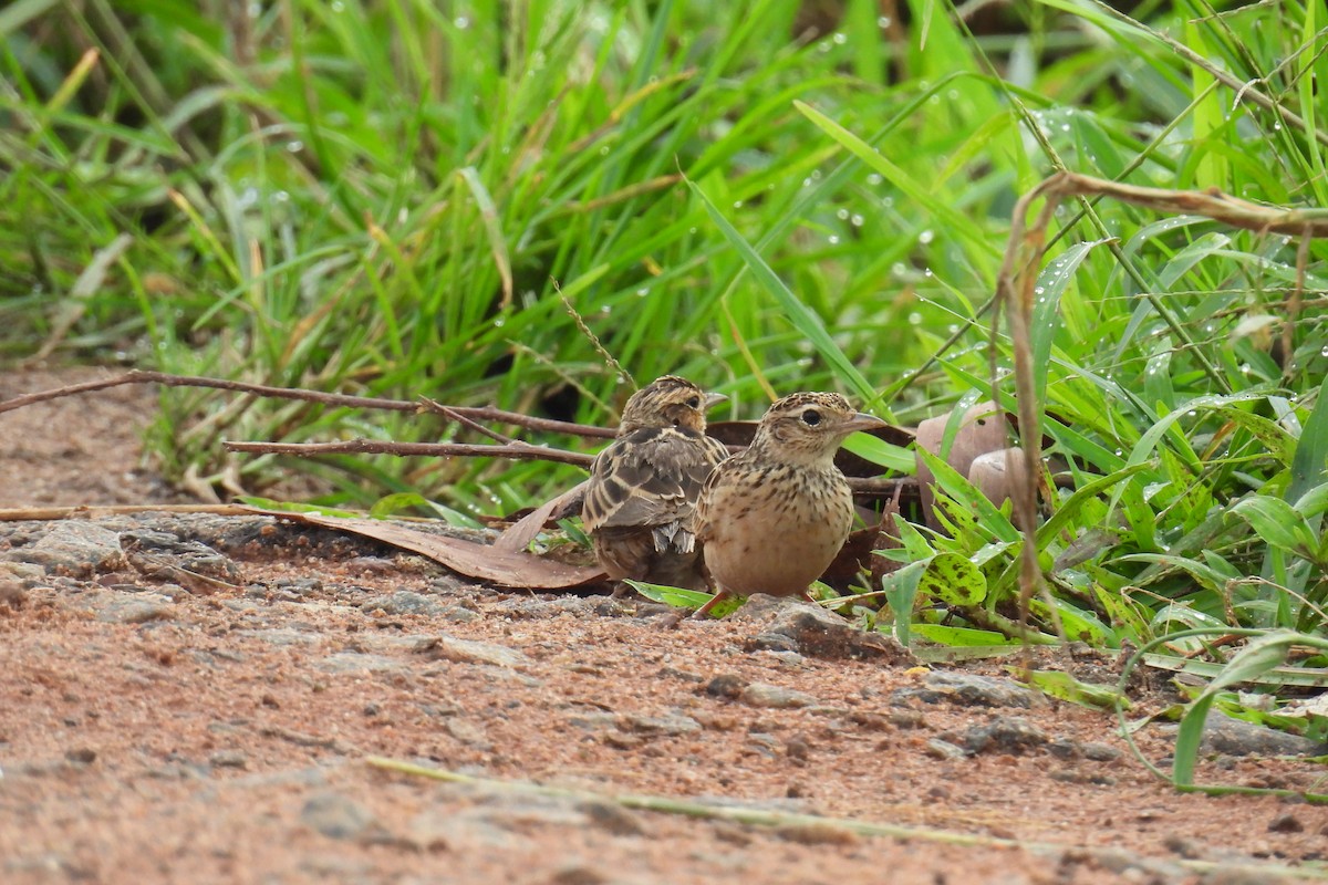 Oriental Skylark - ML637306861