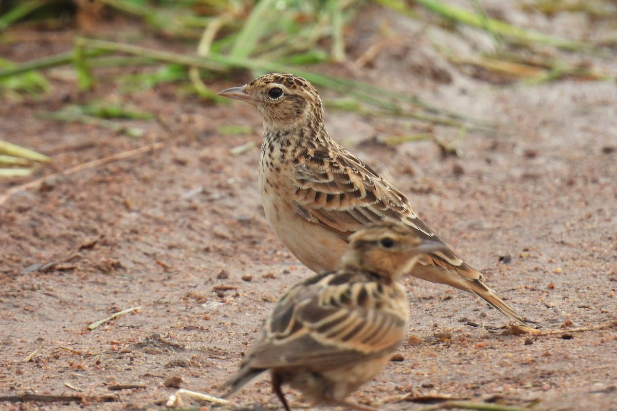 Oriental Skylark - ML637306885
