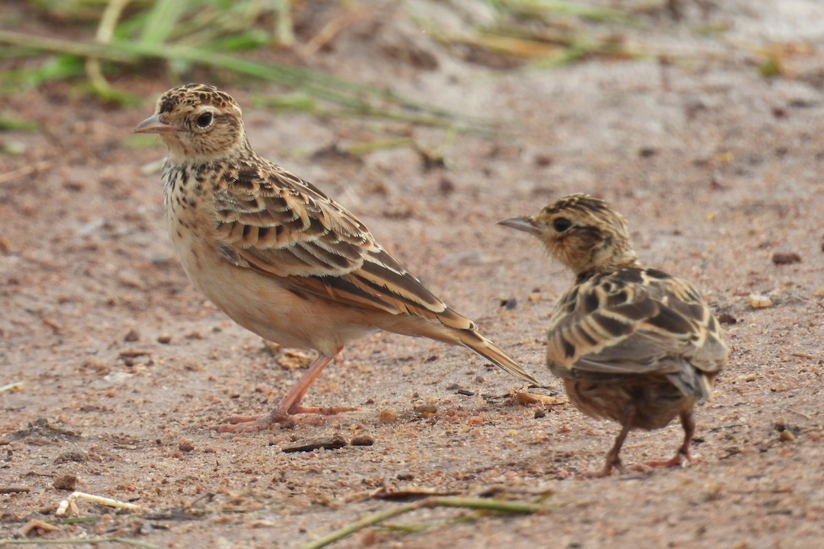 Oriental Skylark - ML637306886