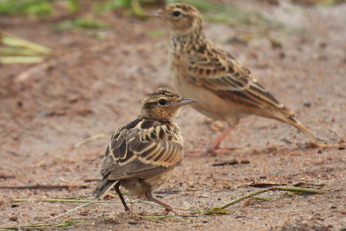 Oriental Skylark - ML637306890