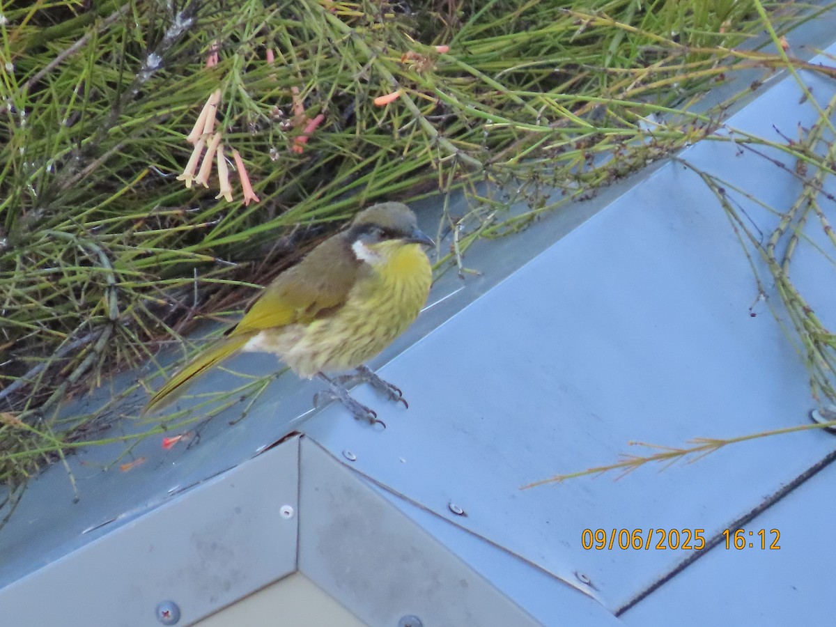 Varied Honeyeater - ML637306921
