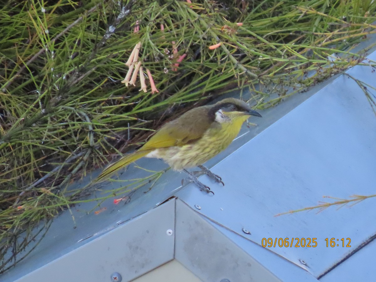 Varied Honeyeater - ML637306922