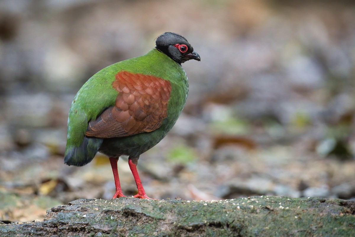 Crested Partridge - ML637306924