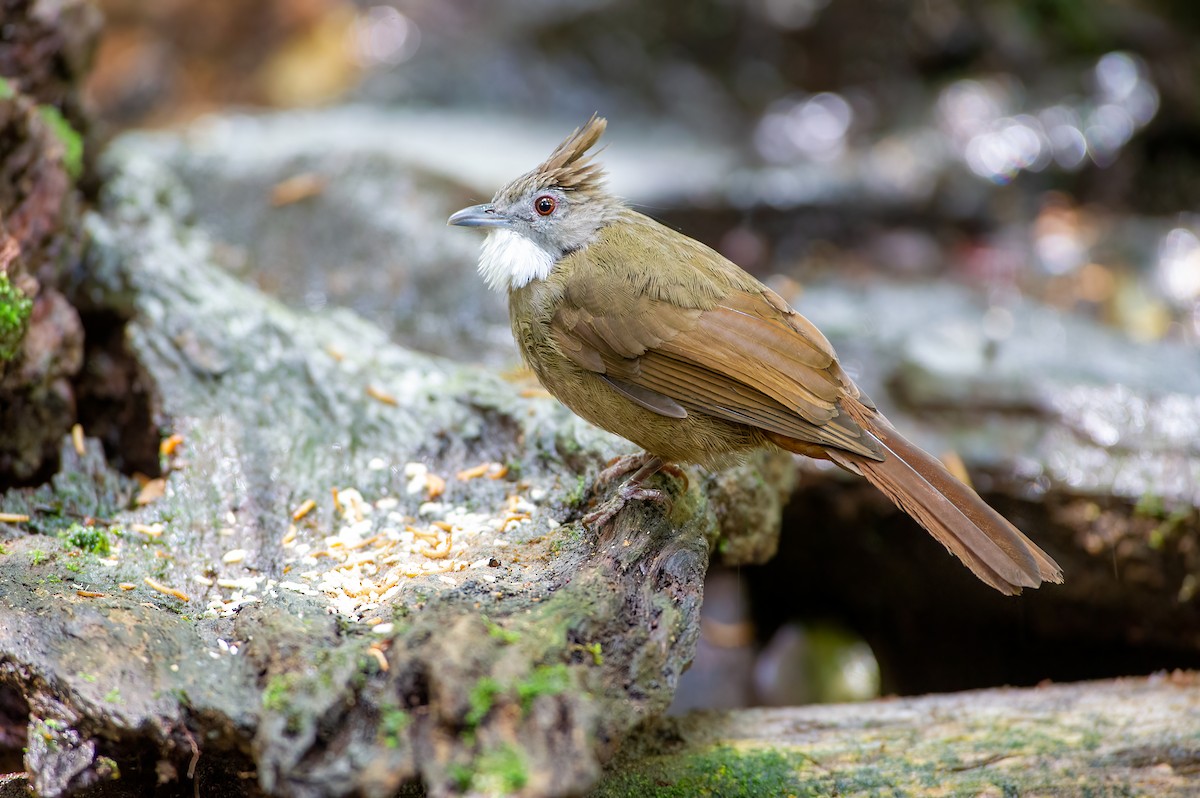 Penan Bulbul - ML637306944