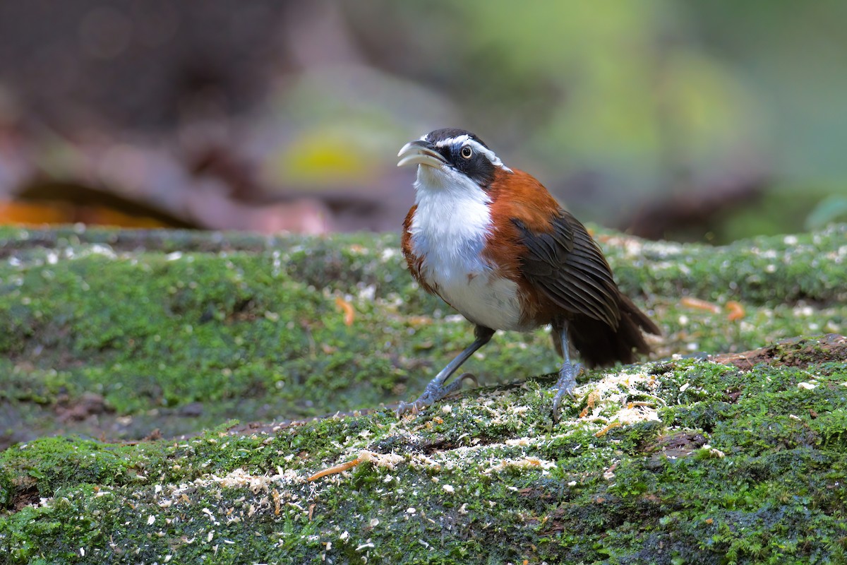 Sunda Scimitar-Babbler - ML637306946