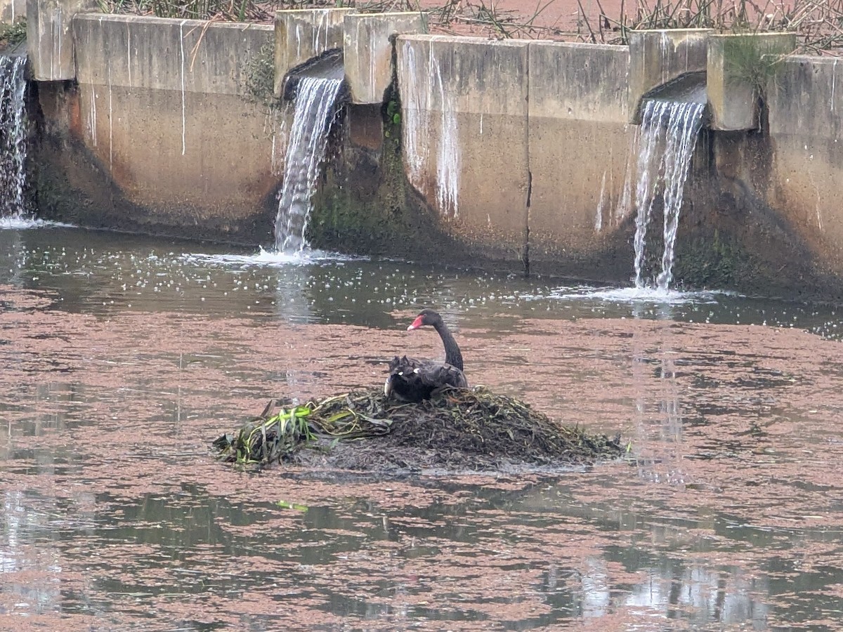 ברבור שחור - ML637306964