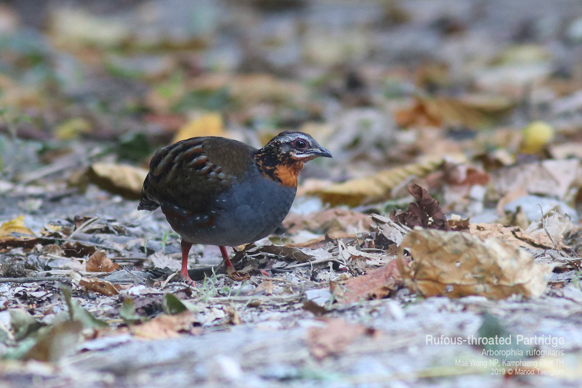 Torquéole à gorge rousse - ML637307105