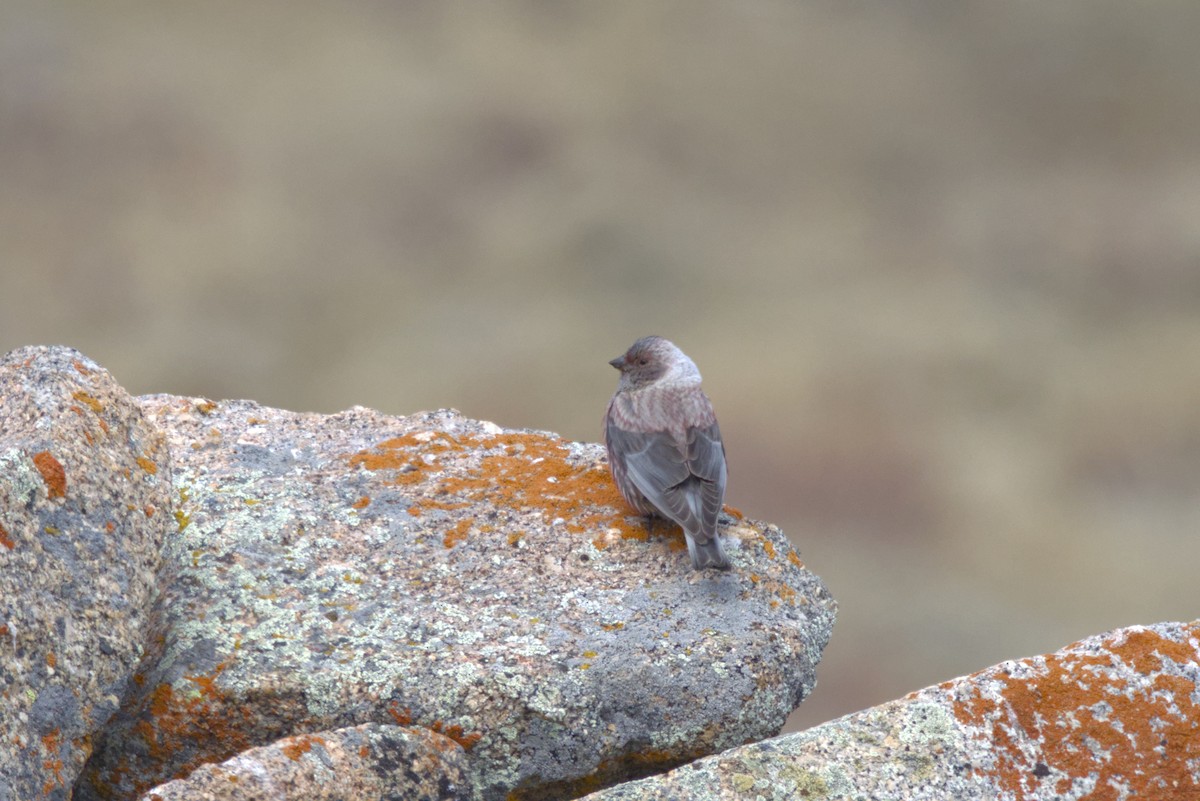 Asian Rosy-Finch - ML637307159