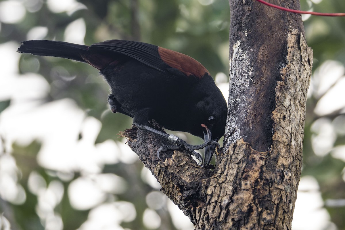North Island Saddleback - ML637307174