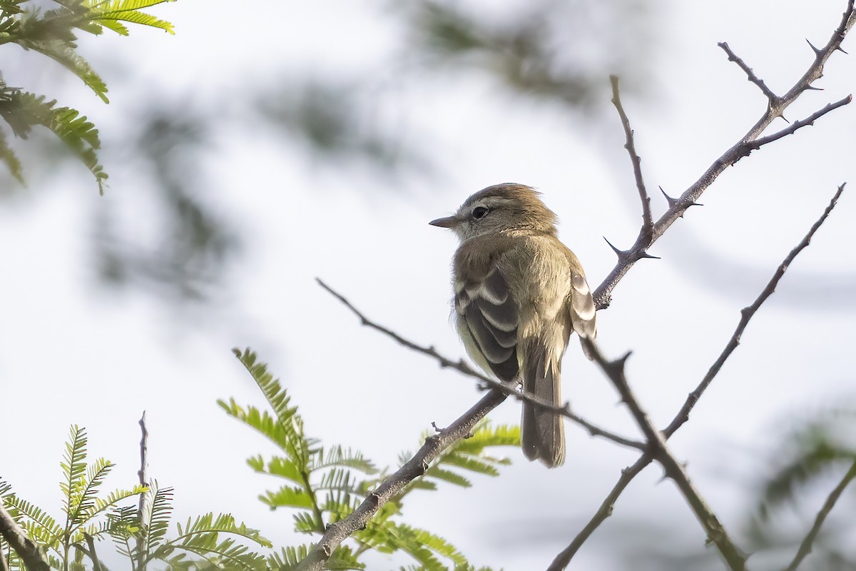 Mouse-colored Tyrannulet (Southern) - ML637307234
