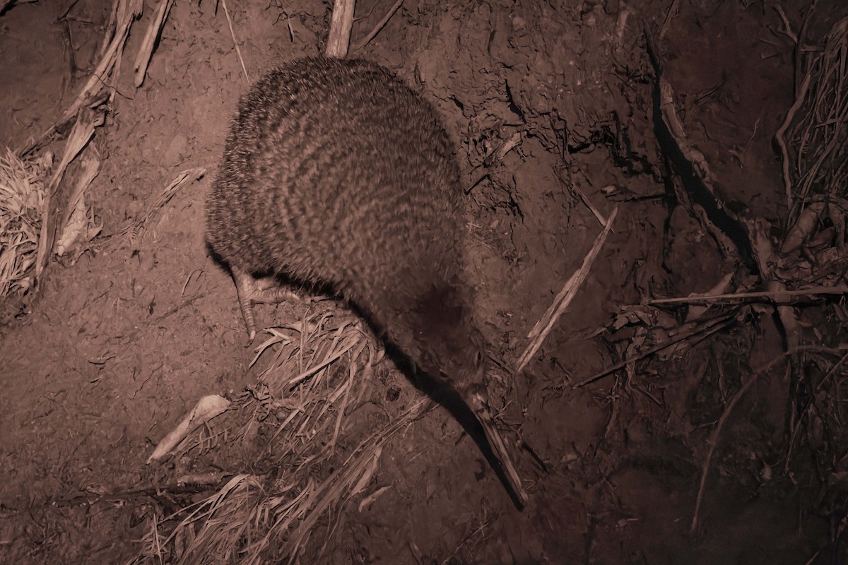 Little Spotted Kiwi - ML637307271