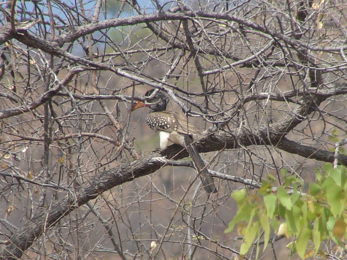 Monteiro's Hornbill - ML637307309